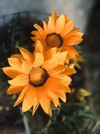 Close-up of orange flower