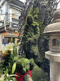 plant