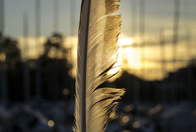 Close-up of feather against sky during sunset