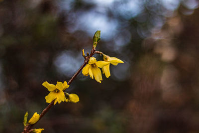 Close-up of yellow flowering plant