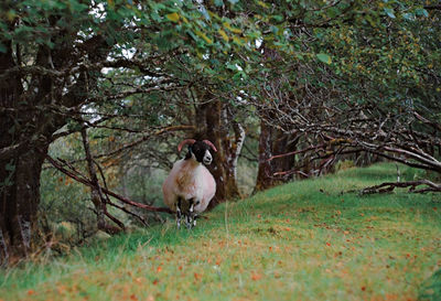 Sheep in a field