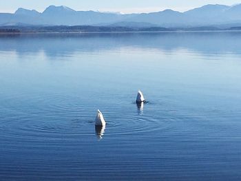 Swans swimming in lake against sky