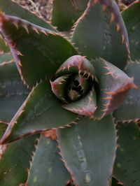 Close-up of succulent plant