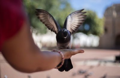 Close-up of woman hand flying bird
