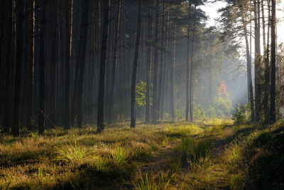 Trees growing in forest