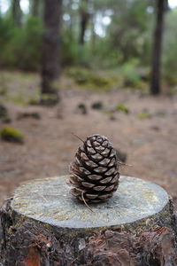 Close-up of pine cone on tree trunk in forest