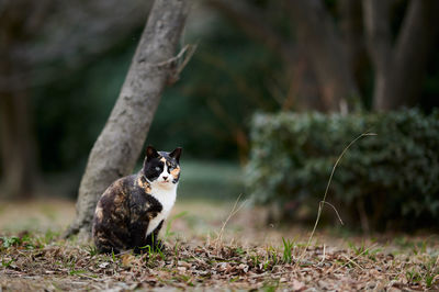 Calico cat sitting beside tree in a park