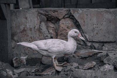 High angle view of bird on rock