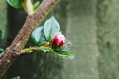 Close-up of ladybug on plant