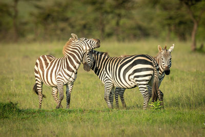 Two plains zebra play fight by foal