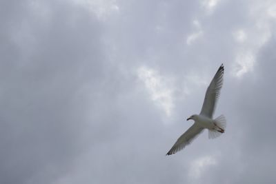 Low angle view of seagull flying in sky