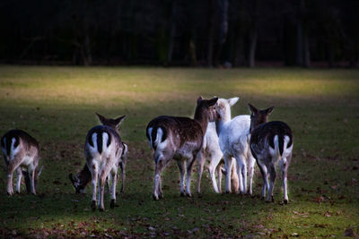 Horses standing in a field