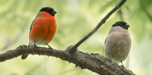 bird