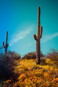 Low angle view of cactus plant on field against sky