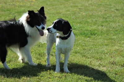 View of two dogs on field