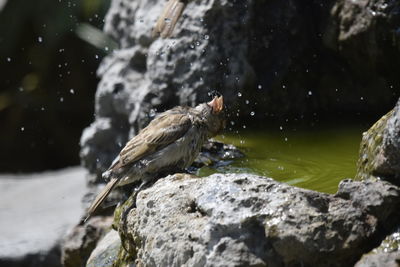 Bird perching on rock in lake