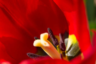 Close-up of red flower