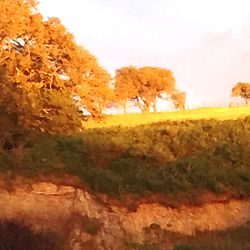 Trees in park