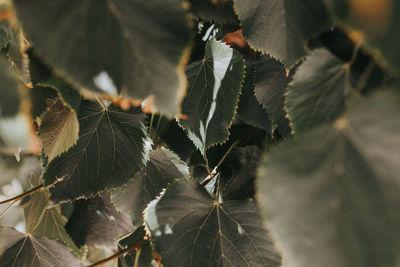 Close-up of fresh green leaves