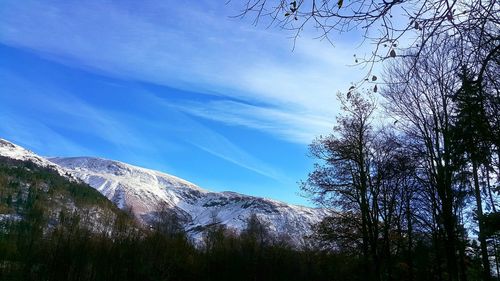 Low angle view of trees against blue sky