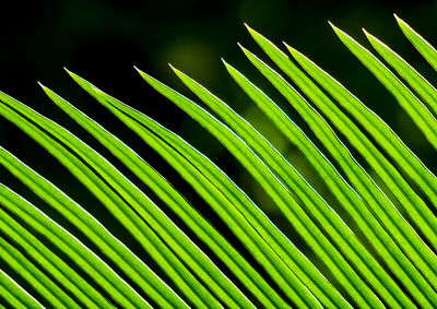 Full frame shot of palm leaves