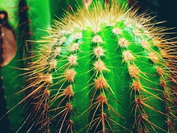 Close-up of cactus growing outdoors