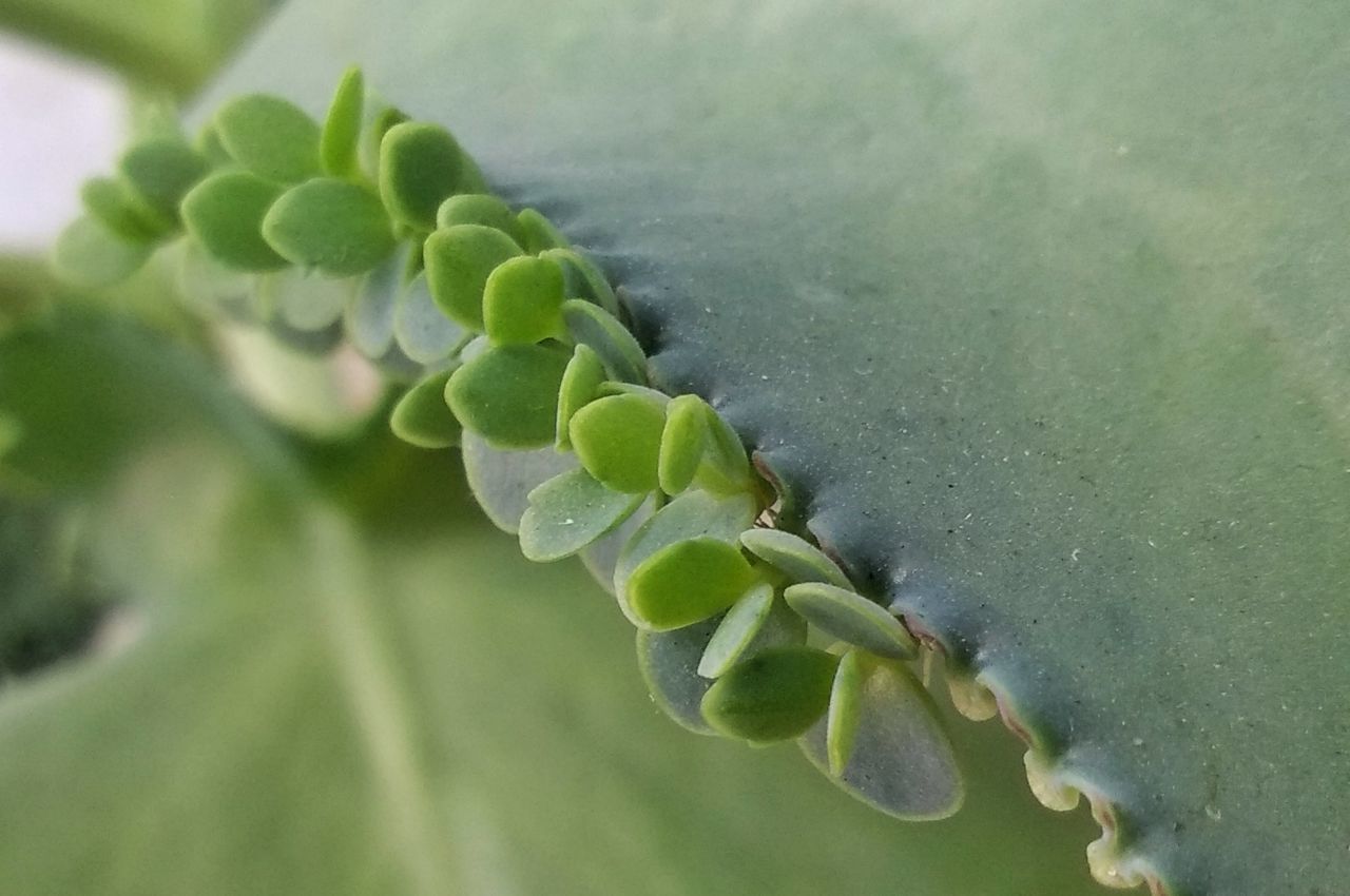 green color, growth, plant, nature, close-up, beauty in nature, no people, outdoors, day, leaf, freshness, fragility, flower