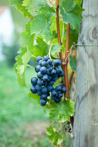 Close-up of grapes growing in vineyard