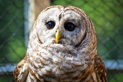 Close-up portrait of owl