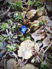 High angle view of insect on plant