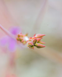 Close-up of pink flower