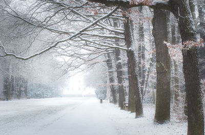 Road amidst bare trees during winter