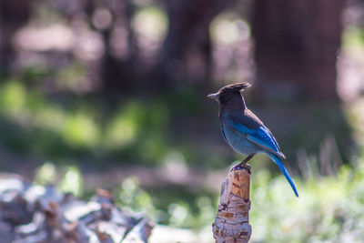 Side view of stellers jay perching on wood