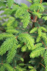 Close-up of pine tree