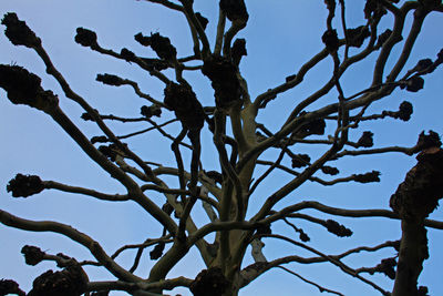 Low angle view of bare tree against clear blue sky