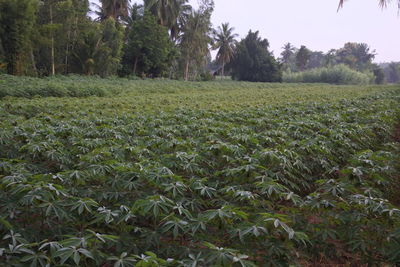 Scenic view of field against trees