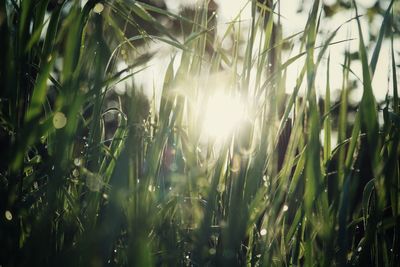 Sunlight streaming through plants on field