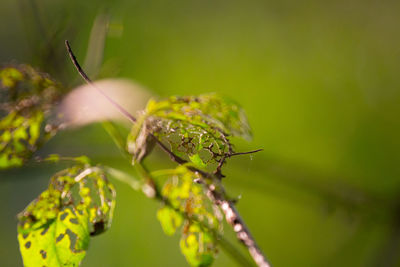 Close-up of insect on twig