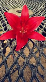 Close-up of red flowers