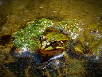 Frog swimming in pond