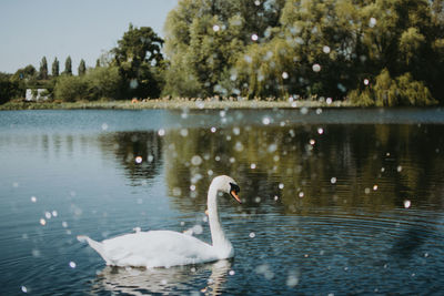 Swans swimming in lake