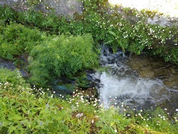 Scenic view of waterfall in forest