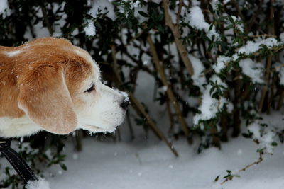 Dog looking away on snow