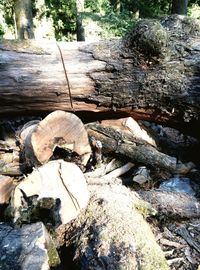 Logs in forest