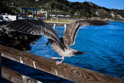 Close-up of bird on railing