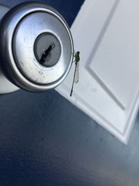 Close-up of mosquito on doorknob