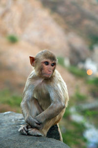 Monkey sitting on rock at temple