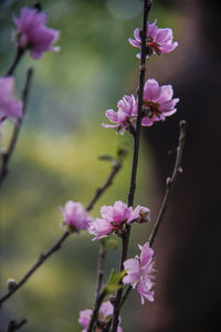 Close-up of pink cherry blossoms