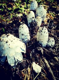 High angle view of mushroom growing on field