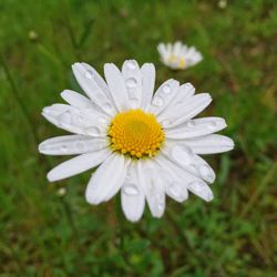 Close-up of daisy flowers